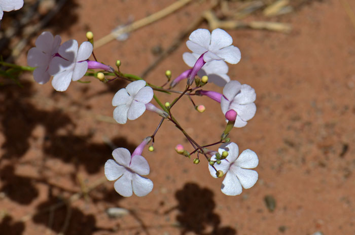 Gilia Beardtongue has showy flowers, pink or whitish-pink that bloom from May to October. Penstemon ambiguous Gilia Beardtongue has showy flowers, pink or whitish-pink that bloom from May to October. Penstemon ambiguous